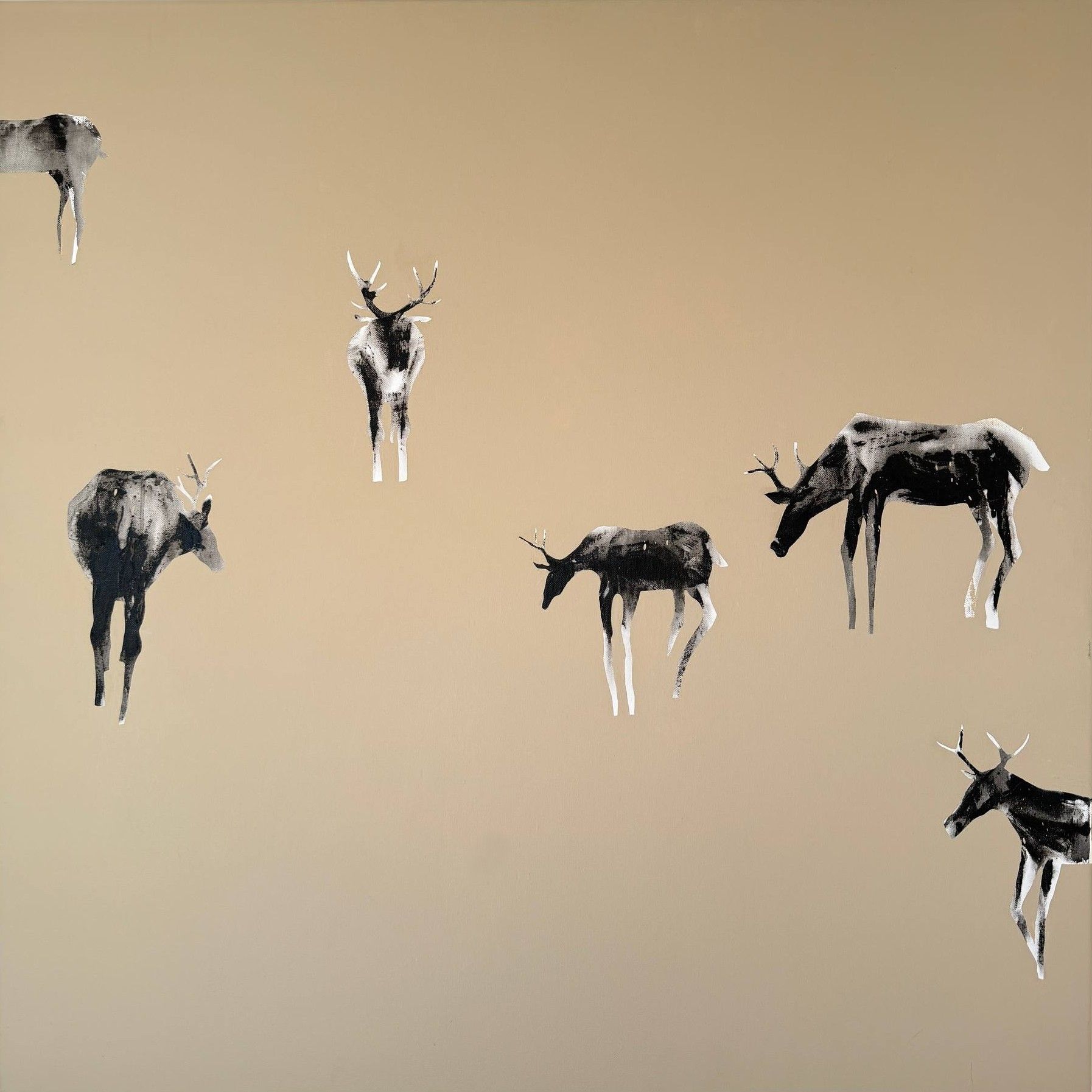 Not a Herd